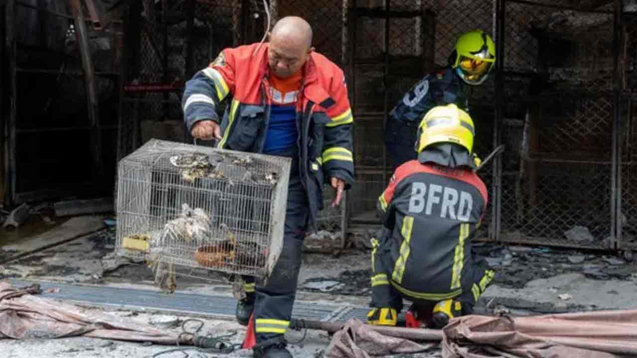 Animals Killed: బ్యాంకాక్ మార్కెట్‌లో అగ్నిప్ర‌మాదం.. 1000 జంతువులు మృతి