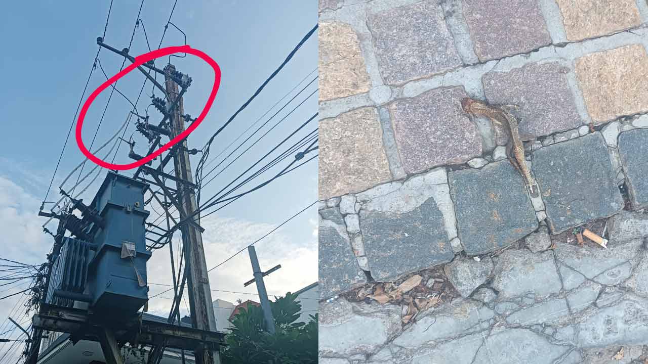 Power Cuts | నిన్న తొండ నేడు బల్లి.. కరెంటు కోతలపై విద్యుత్తు సిబ్బంది సాకులు