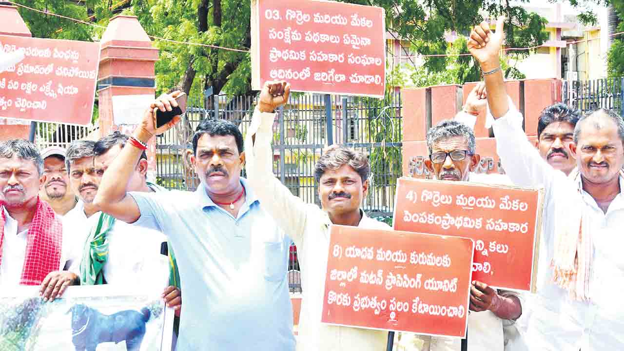 గొర్రెల పంపిణీ ఏది?