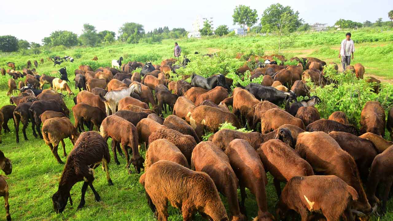 గొర్రెలు, మేకల అభివృద్ధి సంస్థ ఇంచార్జి ఎండీగా సుబ్బారాయుడు