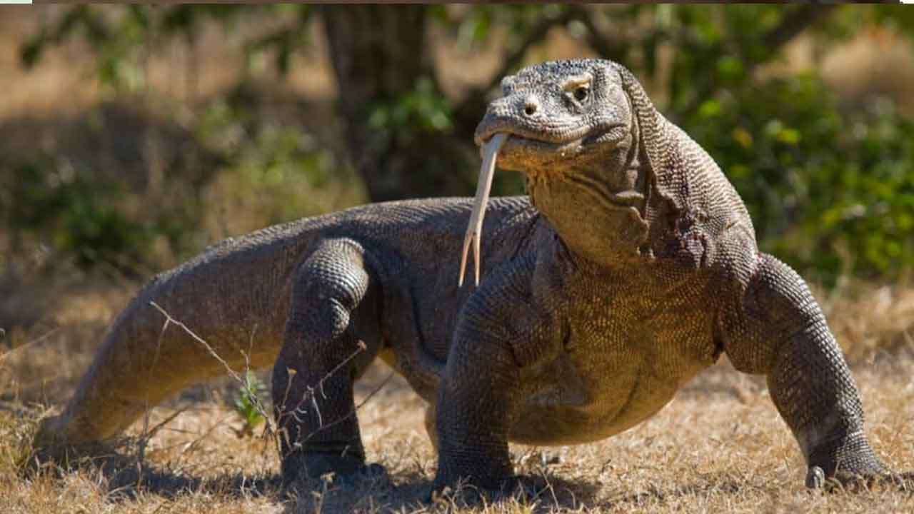 ఉడుములు పడితే అరెస్ట్‌