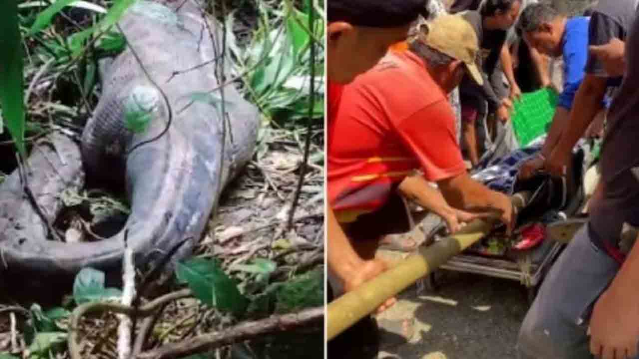woman found dead inside python | మహిళ అదృశ్యం.. కొండచిలువలో ఆమె మృతదేహం
