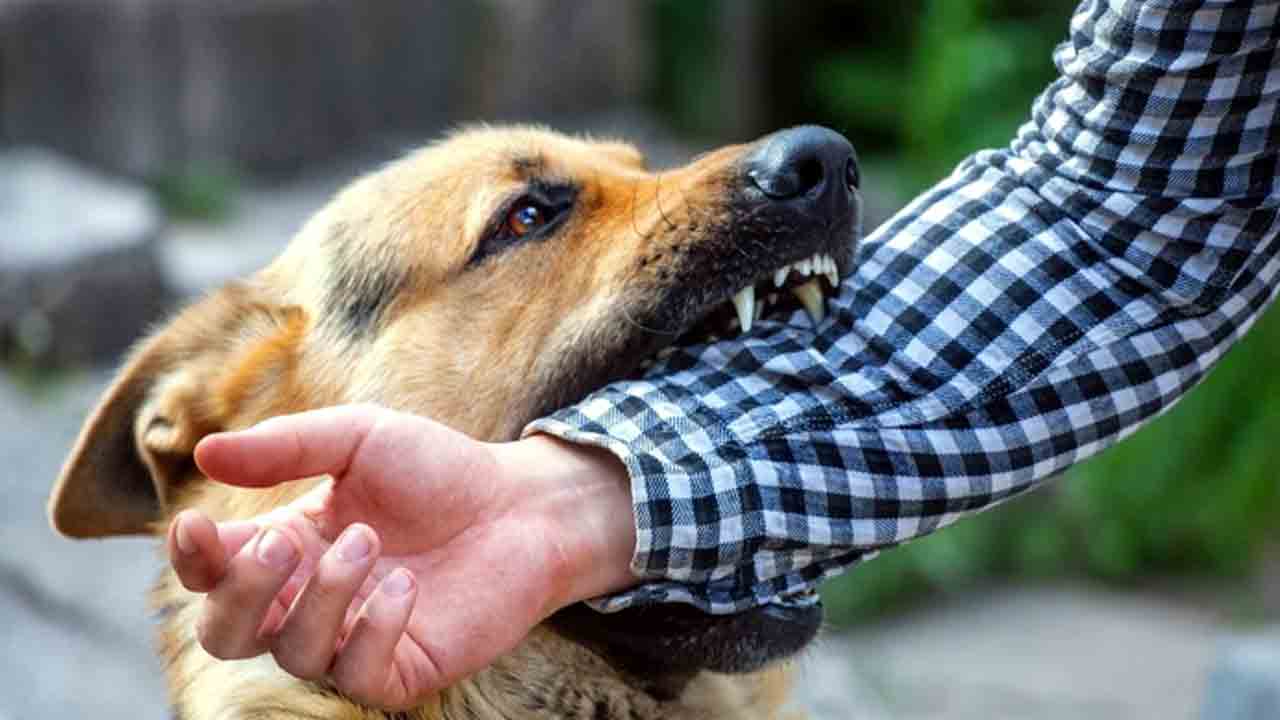 గత ఏడాది కుక్క కాటుతో 286 మంది మృతి