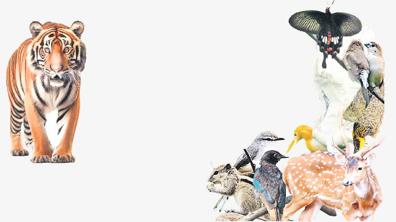 సఫారీ టూర్‌కు నో ఎంట్రీ