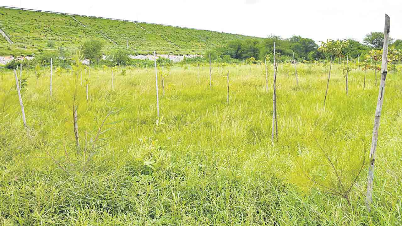 నిర్లక్ష్యం నీడన బొటానికల్‌ గార్డెన్‌