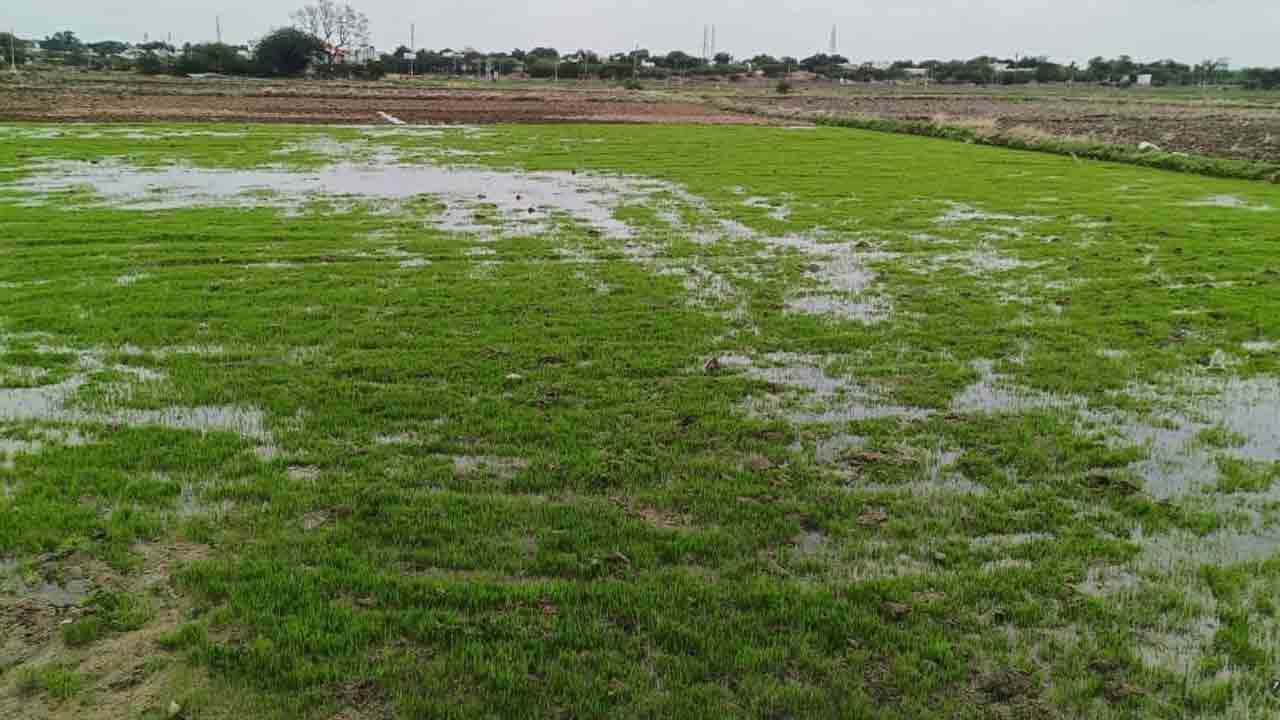 వరి సాగులో నారుమడి కీలకం