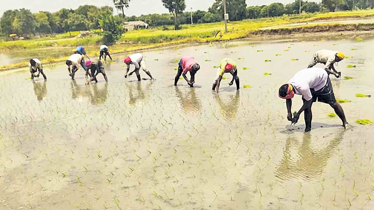 బీహార్‌ కూలీలతో నాట్లు