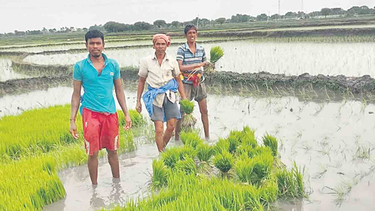 జోరుగా వరి నాట్లు