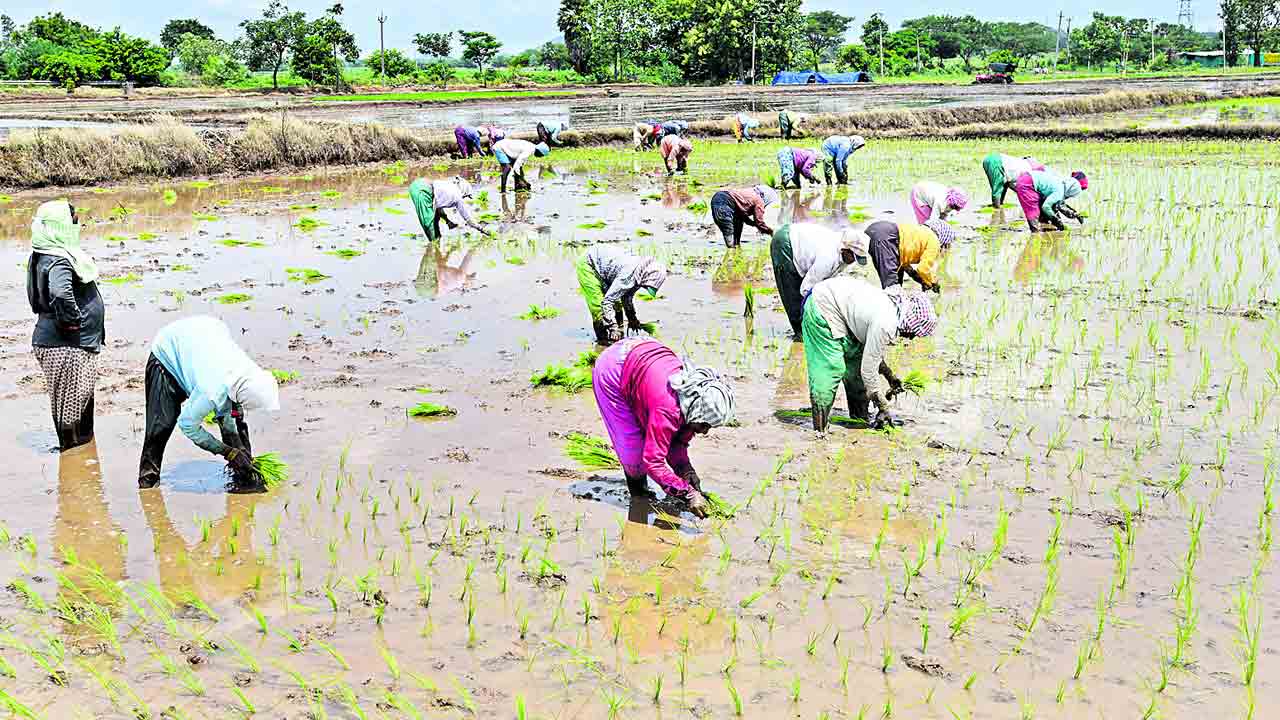 వానలు లేక.. ఎవుసం సాగక