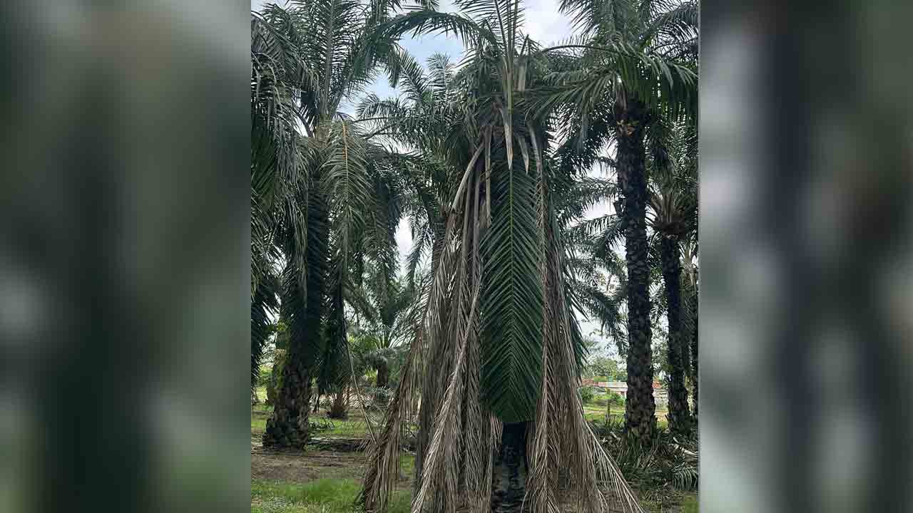 పామాయిల్‌ ప్రాభవానికి మసక?