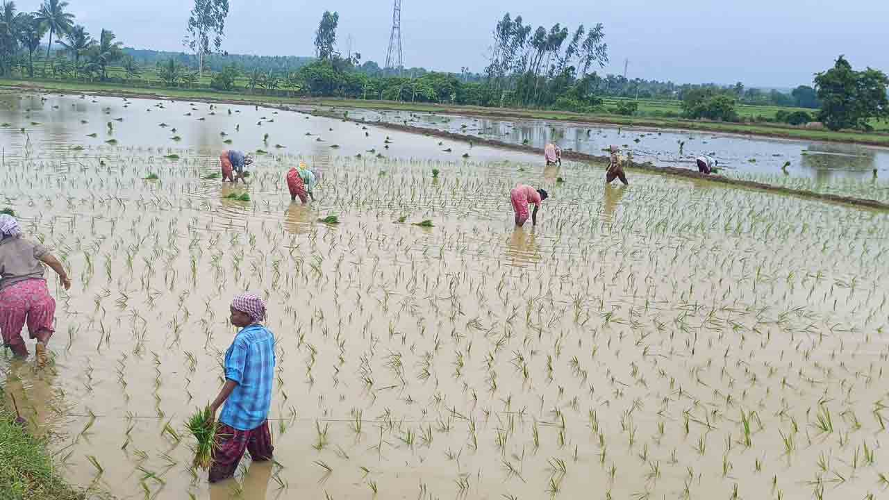 వెంకమ్మ చెరువు కింద వరినాట్లు