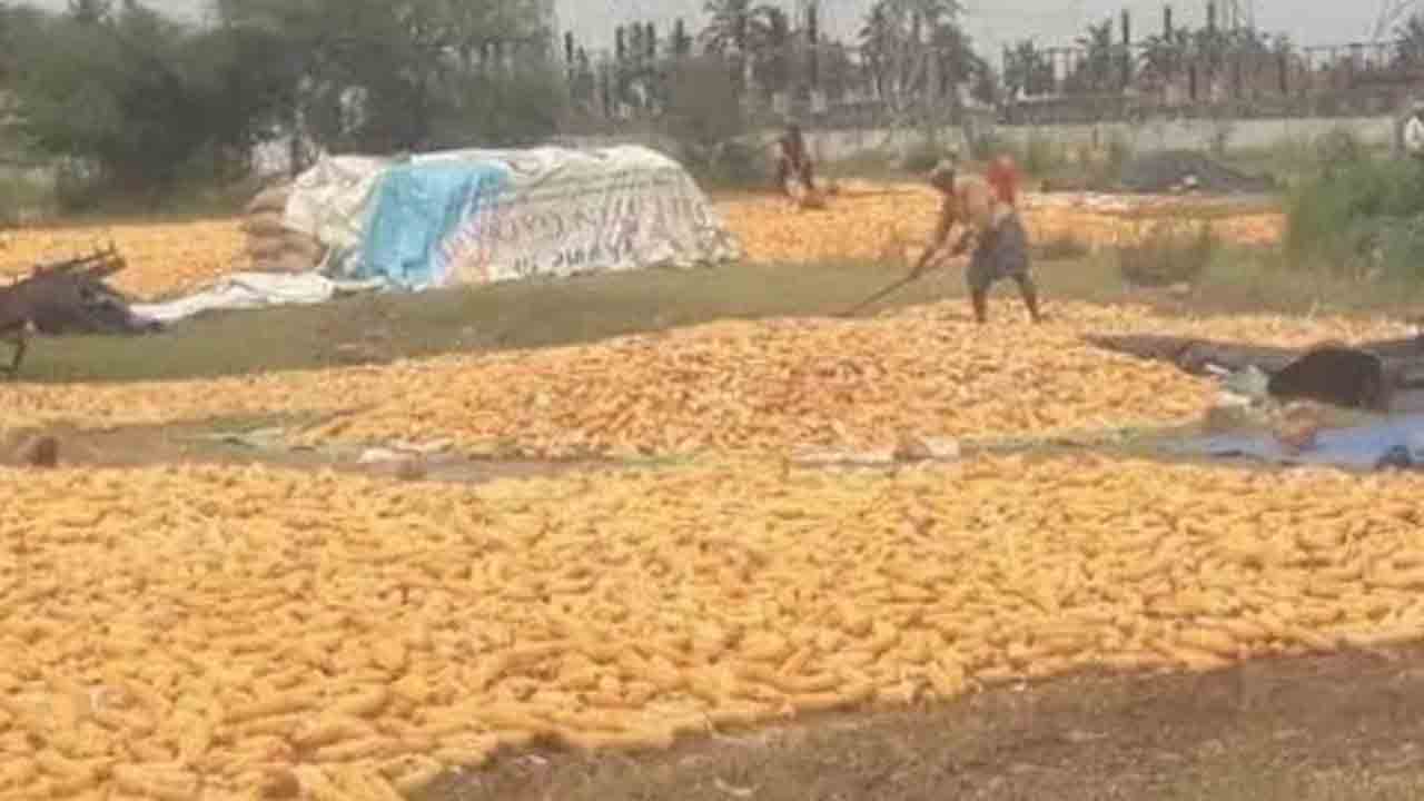 మక్కలకు రికార్డు ధర.. ఎనుమాముల మార్కెట్‌లో రూ. 2,775