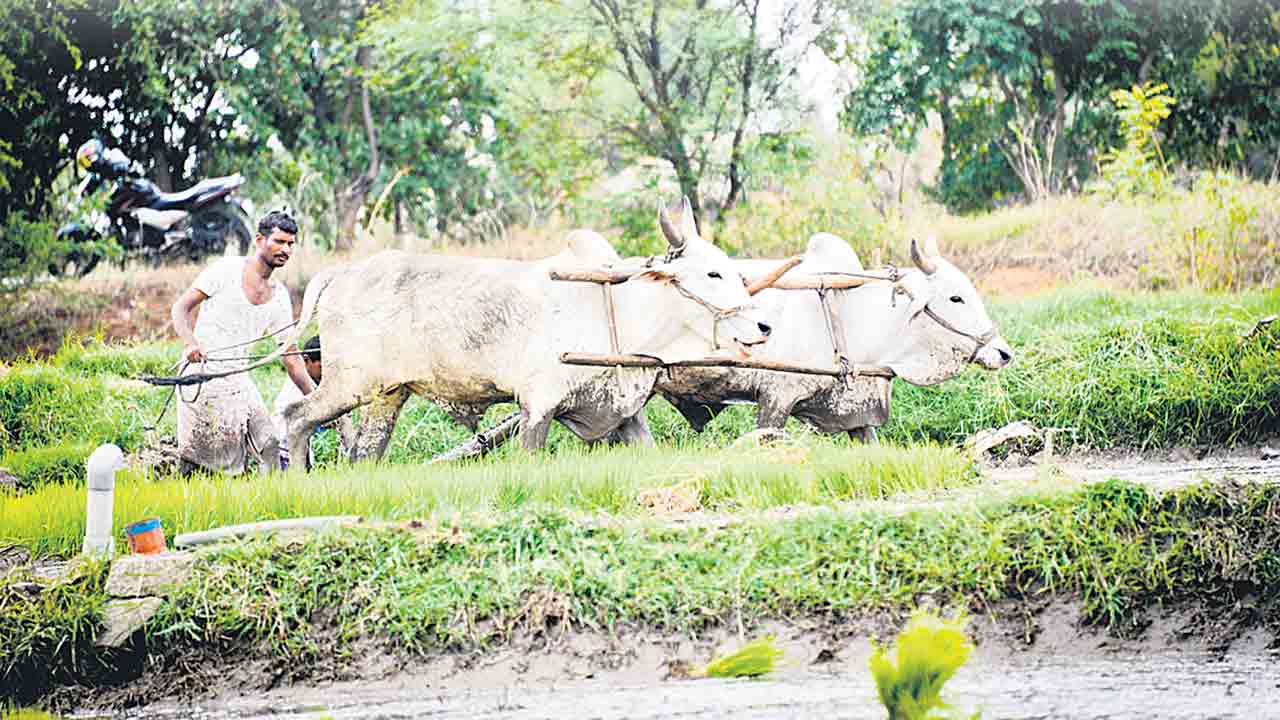 Runa Mafi | రుణమాఫీ మాఫీ అయితదా? కాదా.. రేవంత్‌ సర్కారు ఆంక్షలతో ఆందోళనలో రైతాంగం