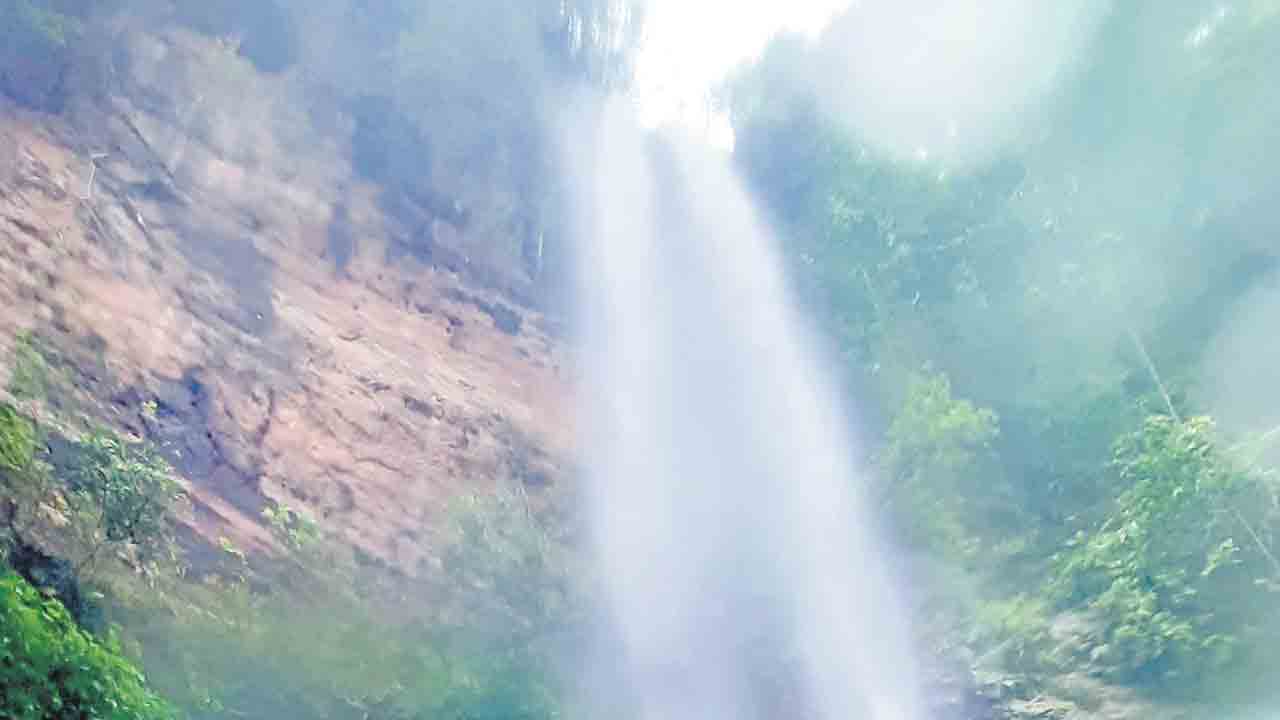 కొండెంగ లొద్ది కనువిందు