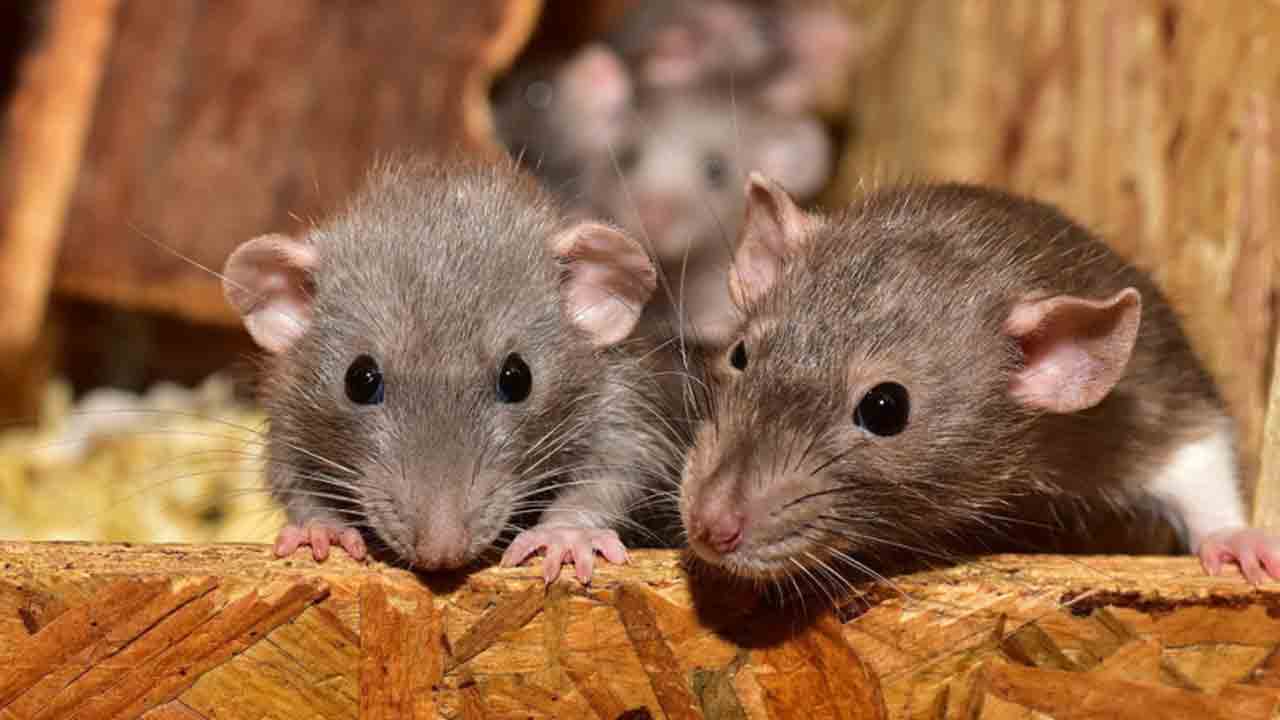 Paris Olympics | పారిస్‌లో ఎలుకల బెడద.. అధికారులకు సవాల్‌ విసురుతున్న మూషికాలు