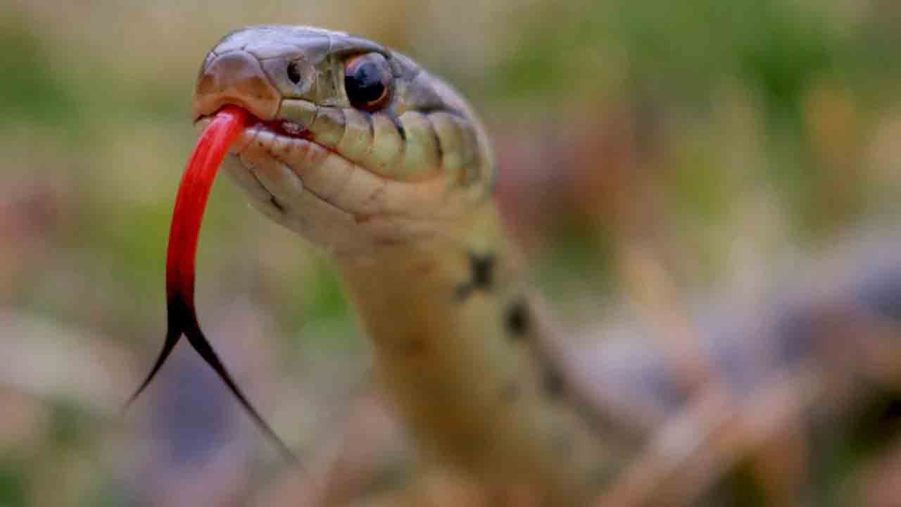 గురుకుల విద్యార్థికి పాముకాటు