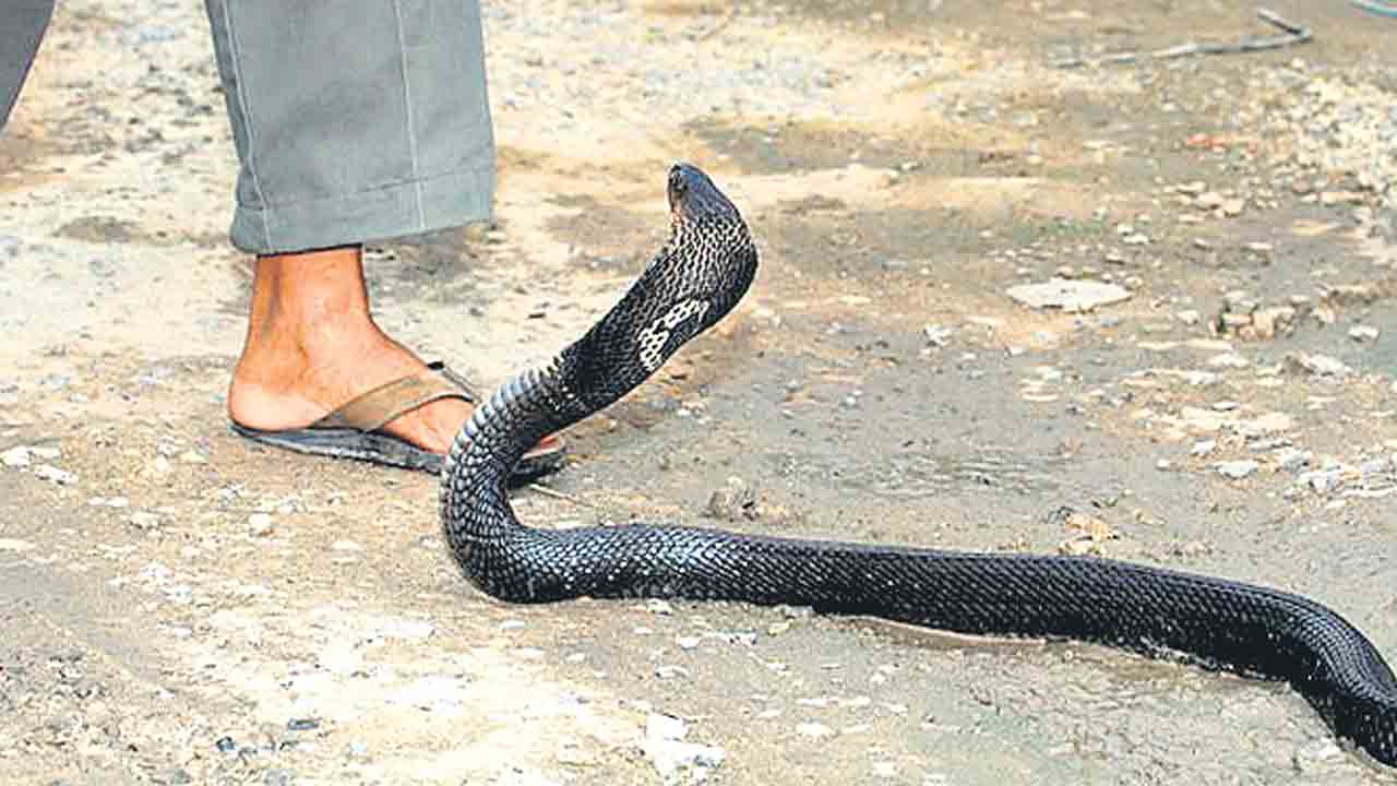 Snake Bites | ఏటా పాముకాటుతో 50 వేల మంది మృతి!