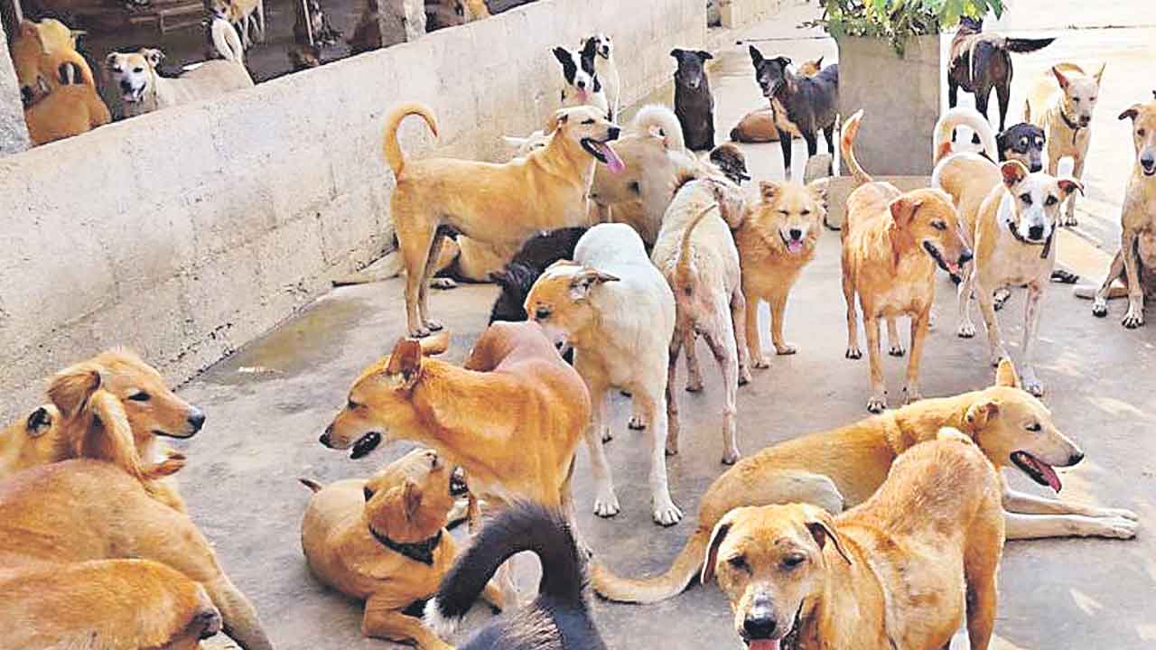 చిన్నారుల పాలిటడేంజర్‌ డాగ్స్‌