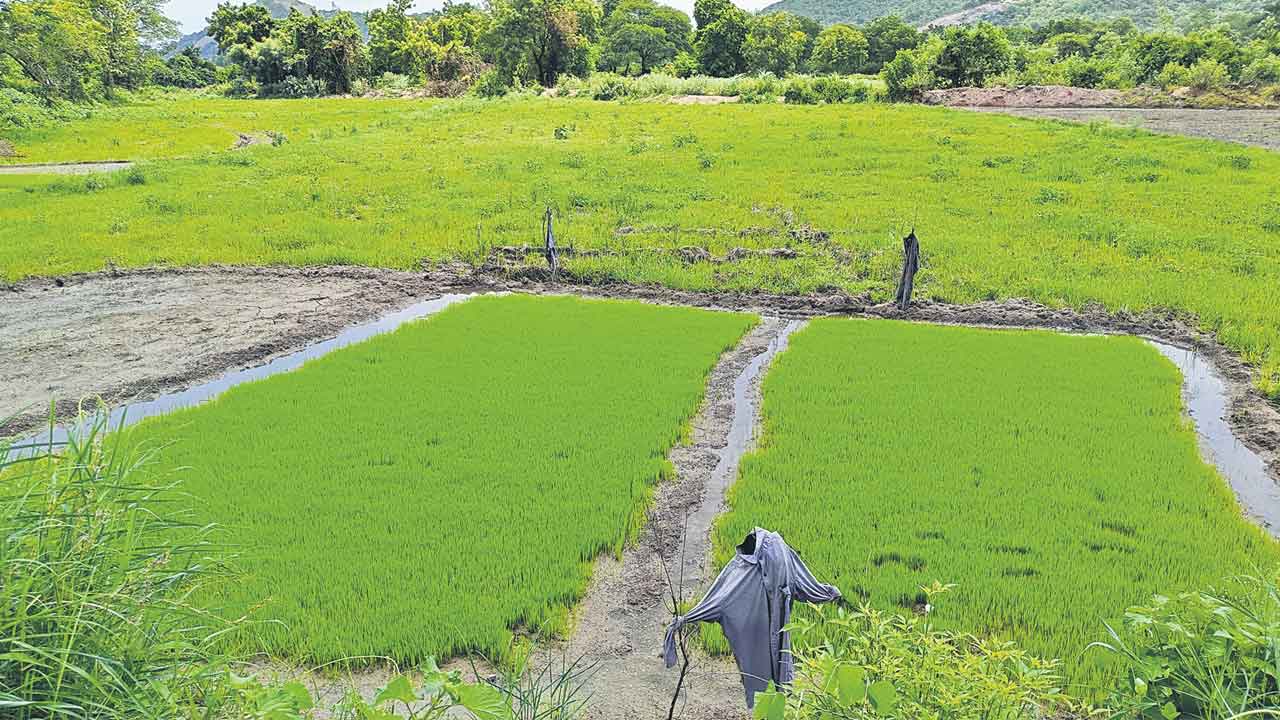 వానలు లేక..ఎవుసం సాగక..