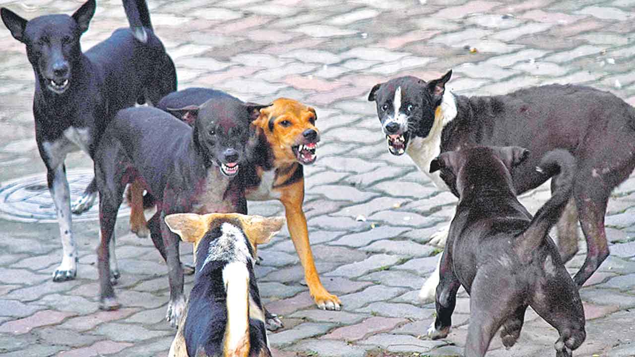 Stray Dogs | ప్రాణాలు తీస్తున్న వీధి కుక్కలు.. 7 నెలల్లో 15 మంది మృత్యువాత