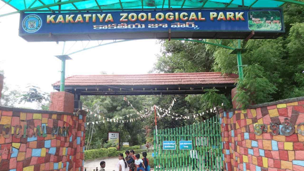 కాకతీయ జూలాజికల్‌ పార్కులో జంతువుల దత్తత