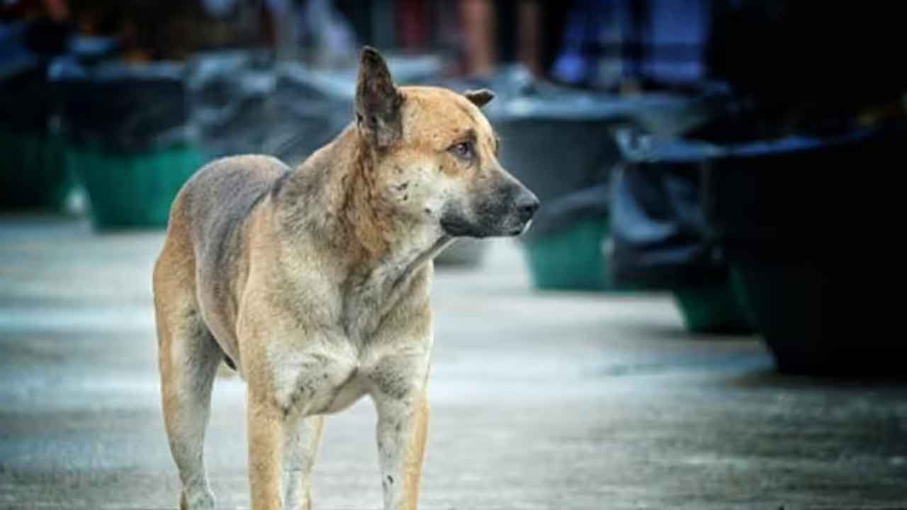 జీహెచ్‌ఎంసీ కార్మికురాలిపై వీధికుక్క దాడి