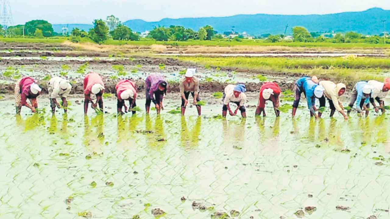 సాగుకు ఊతం.. నాలుగు రోజులుగా కురుస్తున్న వర్షం