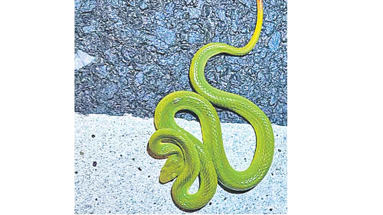 అస్సాంలో ‘హ్యారీపోటర్‌ పాము’!