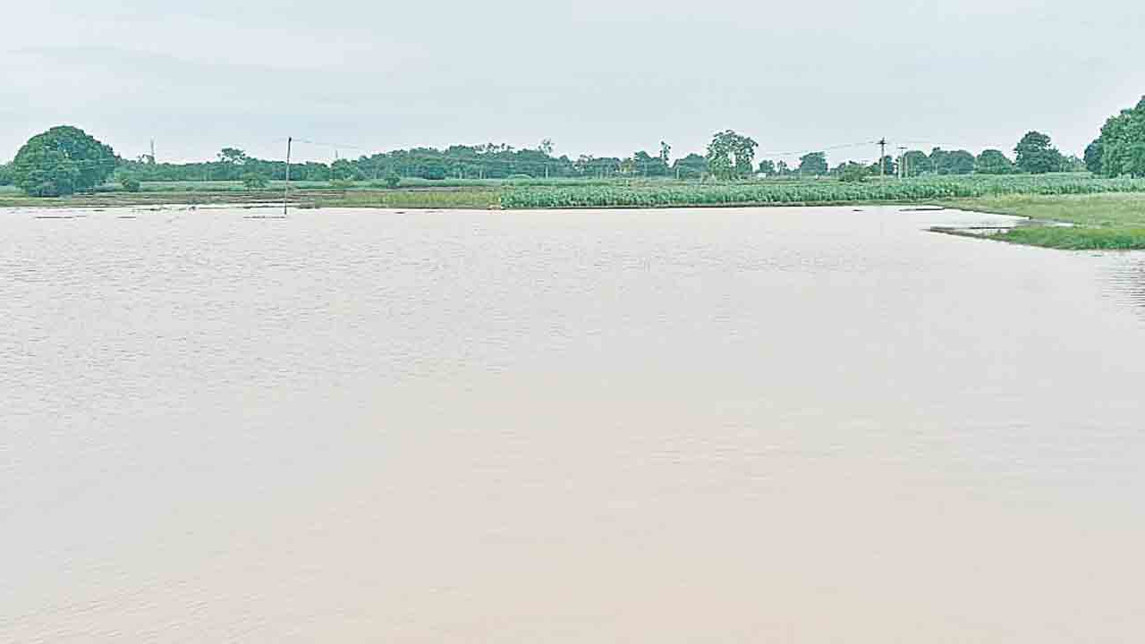 విస్తారంగా వర్షాలు
