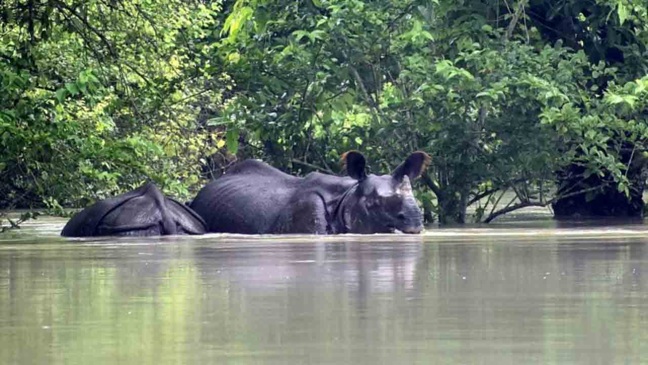 Assam Floods | కజిరంగ నేషనల్‌ పార్క్‌ను ముంచెత్తిన వరద.. 131 వన్యప్రాణులు మృత్యువాత