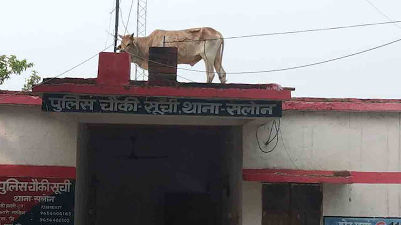 Bull | పోలీస్‌ స్టేషన్‌ పైకప్పుపైకి ఎక్కిన ఎద్దు..!