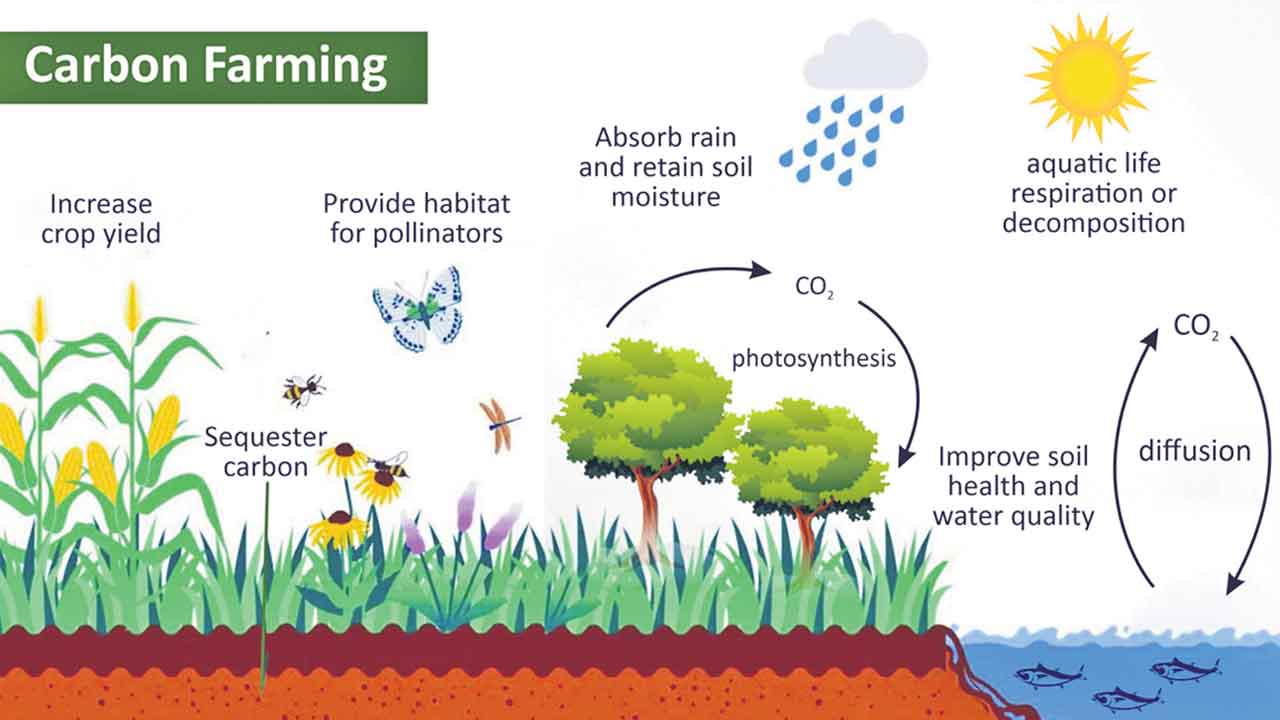 కార్బన్‌ వ్యవసాయం.. ఎకాలజీ ప్రోత్సాహం