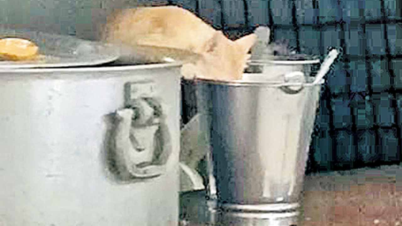 JNTU | నిన్న ఎలుక.. నేడు పిల్లి.. జేఎన్టీయూహెచ్‌లో దుస్థితిపై విద్యార్థుల ఆందోళన