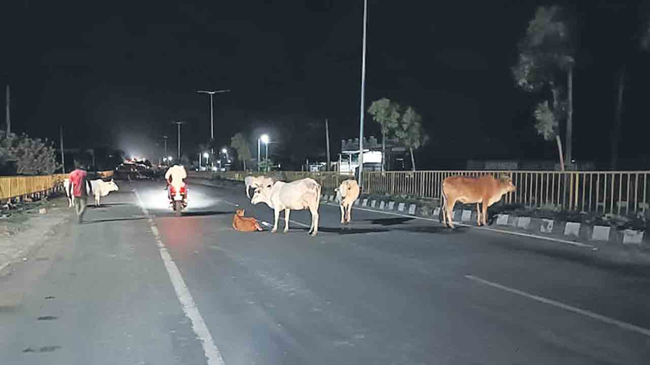 రహదారిపై పశువులు.. ప్రయాణికుల ఇబ్బందులు