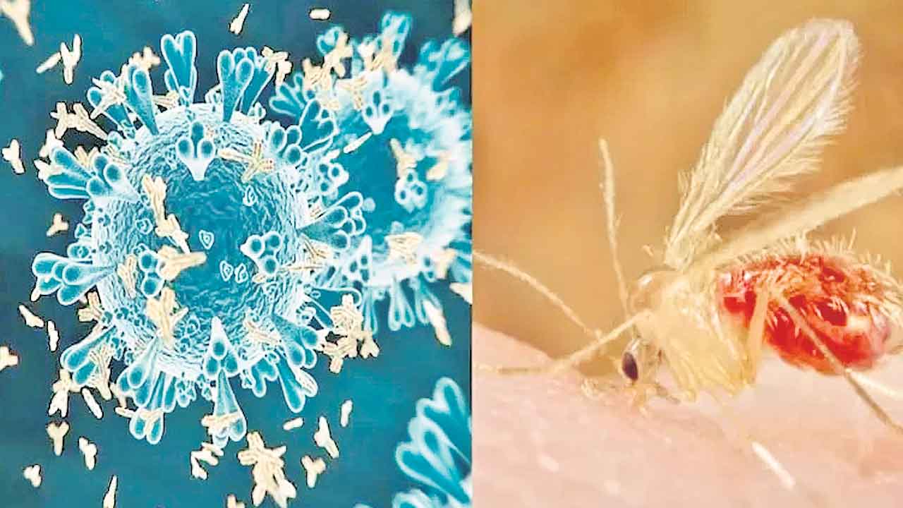 Chandipura Virus | గుజరాత్‌లో చాందీపురా కలవరం.. ఉత్తరాదిని వణికిస్తున్న వైరస్‌