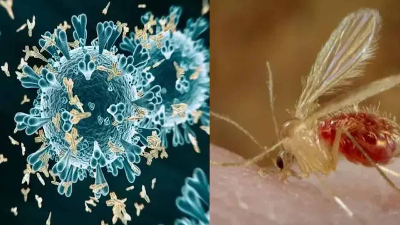 Chandipura virus | కలకలం రేపుతున్న చాందిపుర వైరస్‌.. గుజరాత్‌లో మరో మరణం