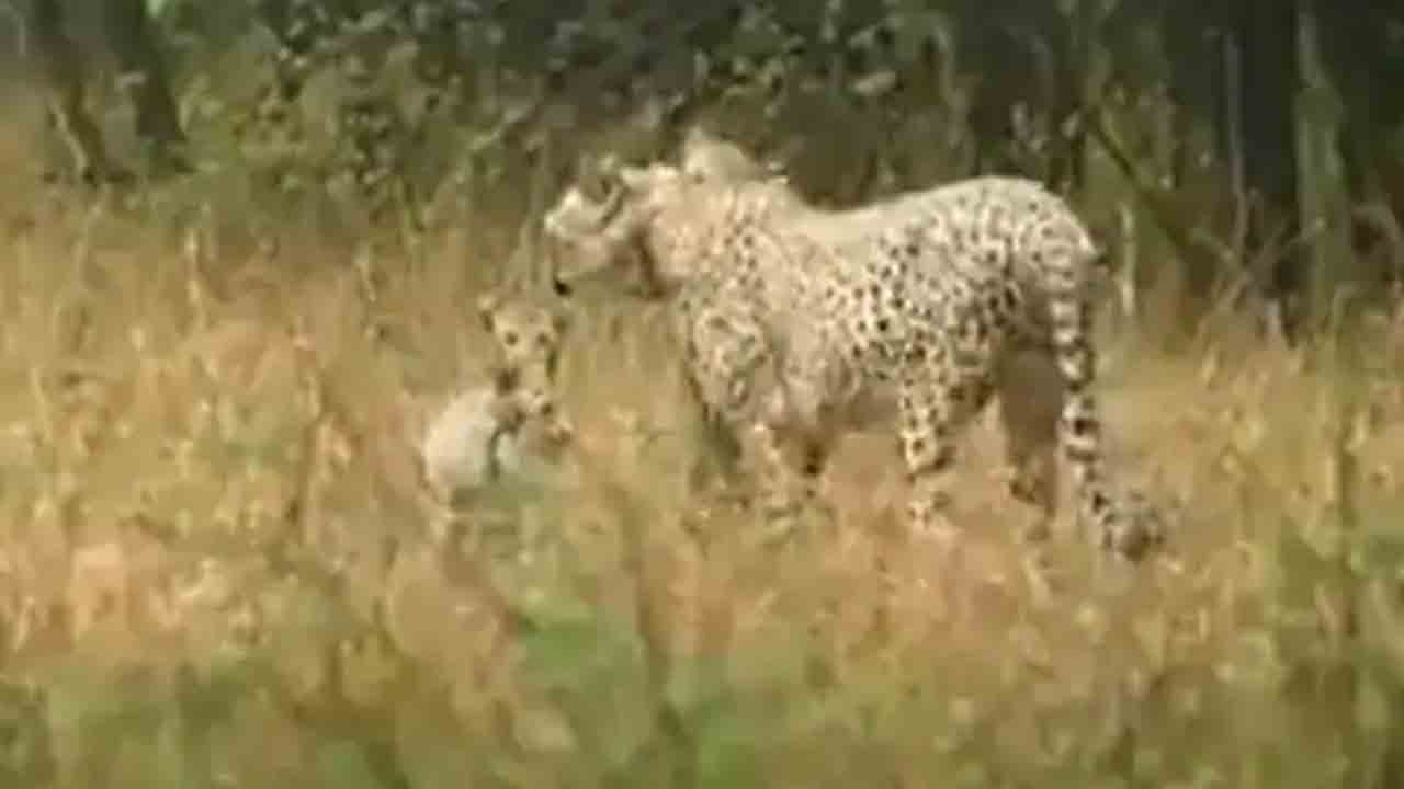 Cheetah | కూనో పార్క్‌లో వర్షాన్ని ఆస్వాదిస్తున్న చీతాలు.. ఆకట్టుకుంటున్న వీడియో