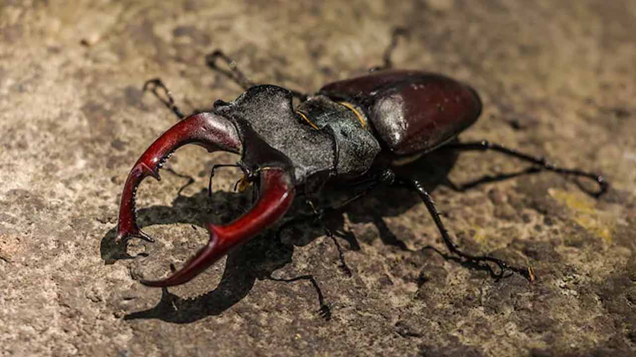 Costly insect | ఇది చాలా ఖరీదైన పురుగు.. దీని విలువ లగ్జరీ కారు ధరకు సమానం..!