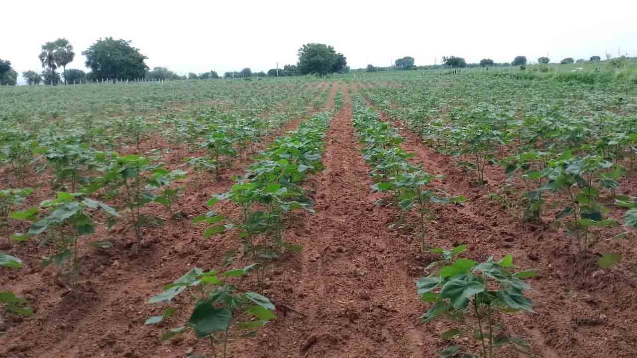 చిగురిస్తున్న ఆశలు