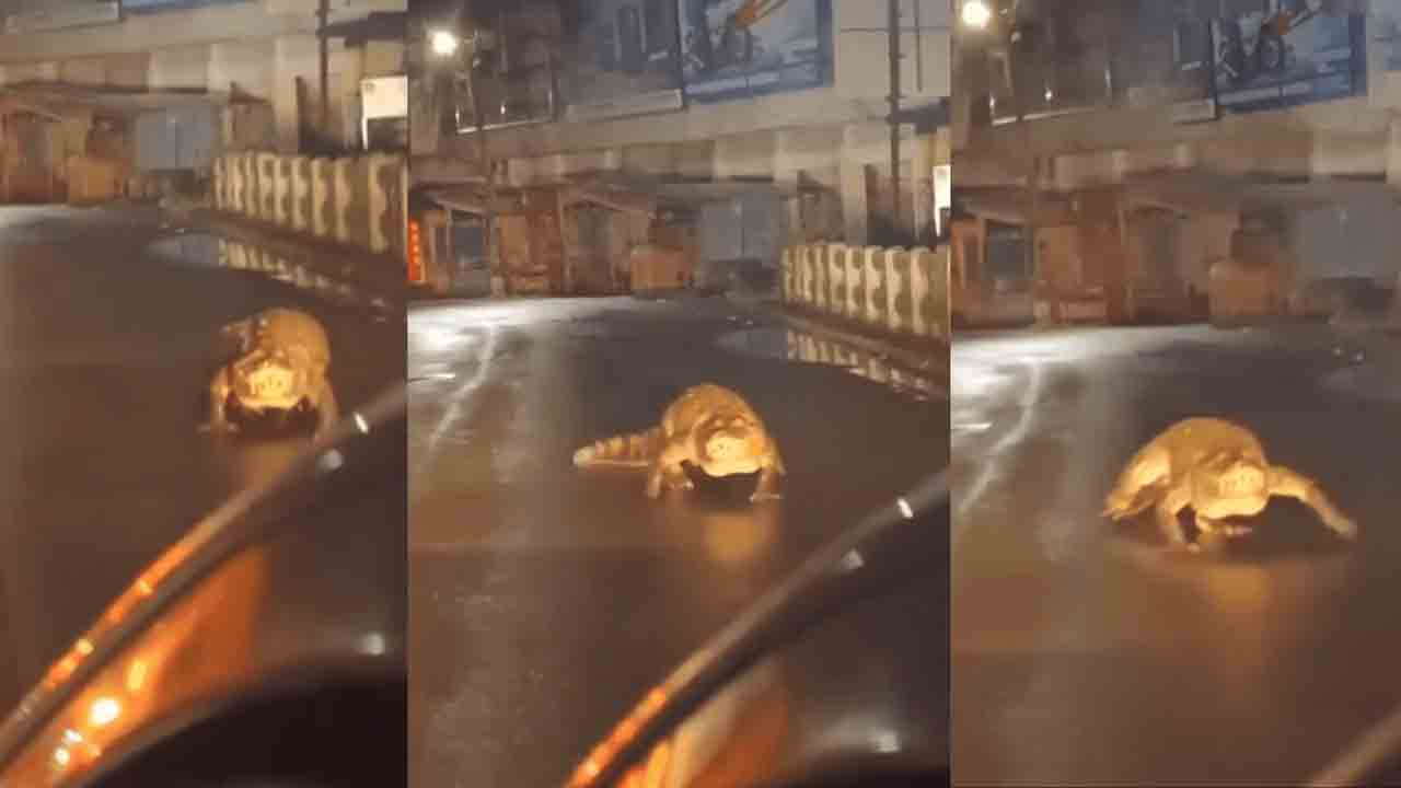 Crocodile | మ‌హారాష్ట్ర‌లో కుండ‌పోత వ‌ర్షాలు.. న‌డిరోడ్డుపై మొస‌లి హ‌ల్‌చ‌ల్‌