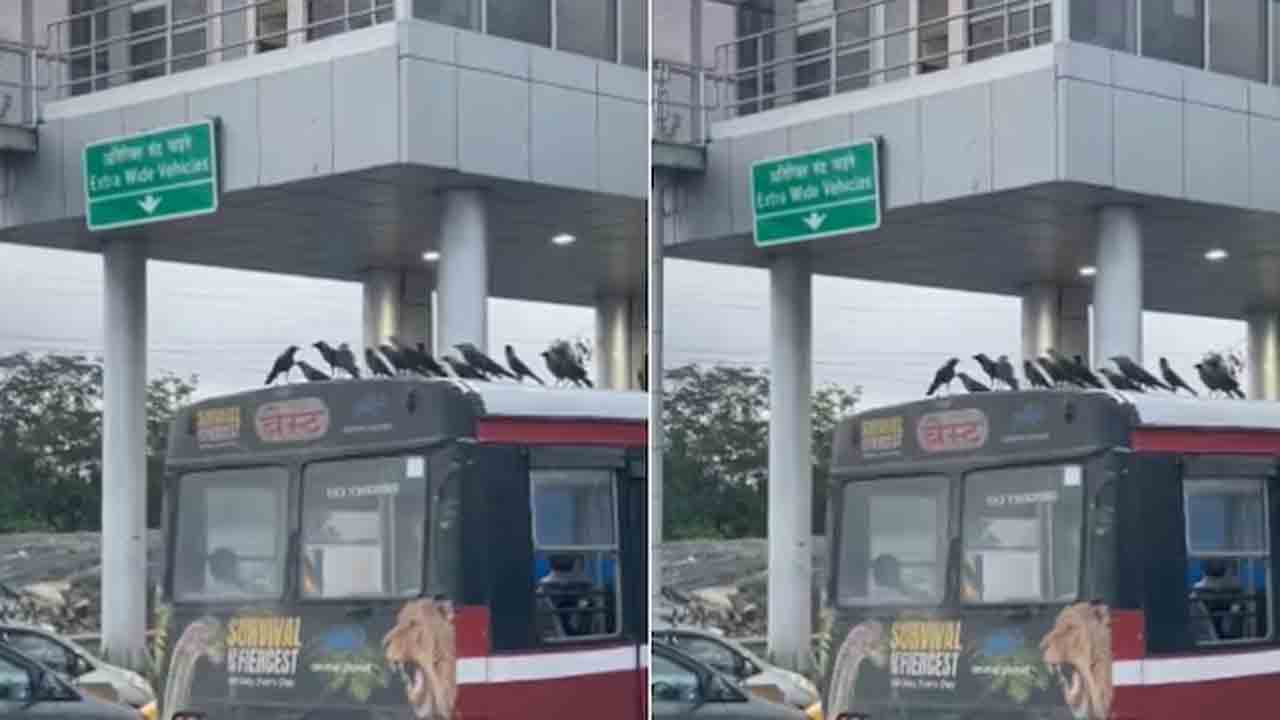 Watch: బస్సుపై కాకుల ప్రయాణం.. వీడియో వైరల్‌, ఫన్నీ కామెంట్లు