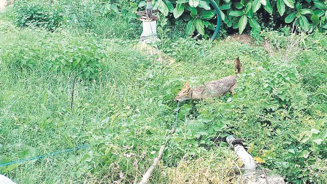 పాతదాంరాజ్‌పల్లిలో నక్క!