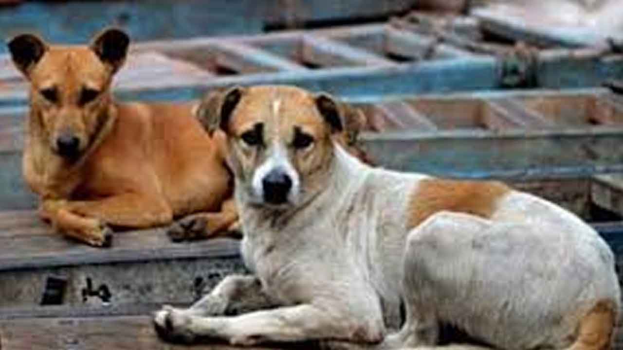 Dogs Meat | మటన్‌ పేరుతో.. బెంగళూరుకు కుక్క మాంసం రవాణా