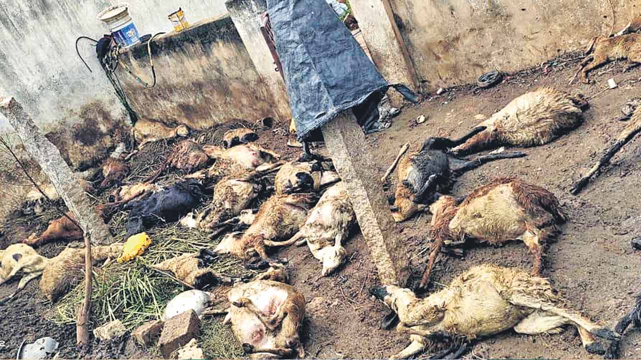 Medchal | గొర్రెల పాకపై కుక్కల దాడి.. 40 జీవాలు మృతి