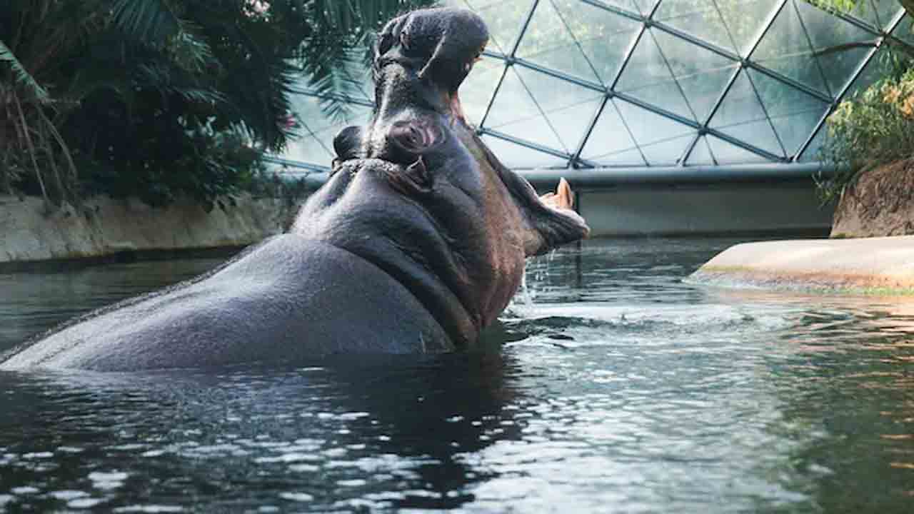 Hippopotamus Attacks | హిప్పోపొటామస్ దాడి.. జూ కేర్‌టేకర్‌ మృతి