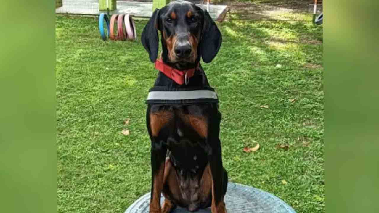 police dog saves woman’s life | వర్షంలో 8 కిలోమీటర్లు పరుగెత్తి.. మహిళ ప్రాణాలు కాపాడిన పోలీస్‌   డాగ్‌