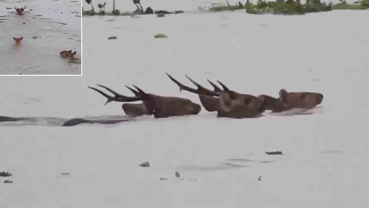 Assam Floods | కజిరంగ నేషనల్‌ పార్క్‌ను ముంచెత్తిన వరద.. నీట మునిగిన జంతువులు.. VIDEO