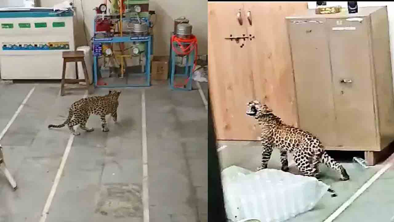 Leopard Cub | అగ్రికల్చర్ వర్సిటీ ల్యాబ్లోకి ప్రవేశించిన చిరుత పిల్ల.. VIDEO