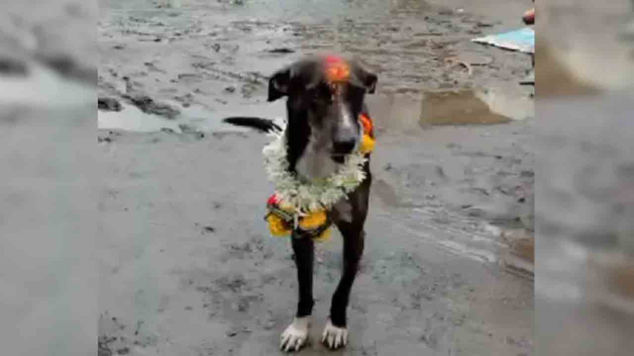 Lost Dog Returns Home | తప్పిపోయిన కుక్క.. 250 కిలోమీటర్లు ప్రయాణించి యజమాని ఇంటికి   చేరింది