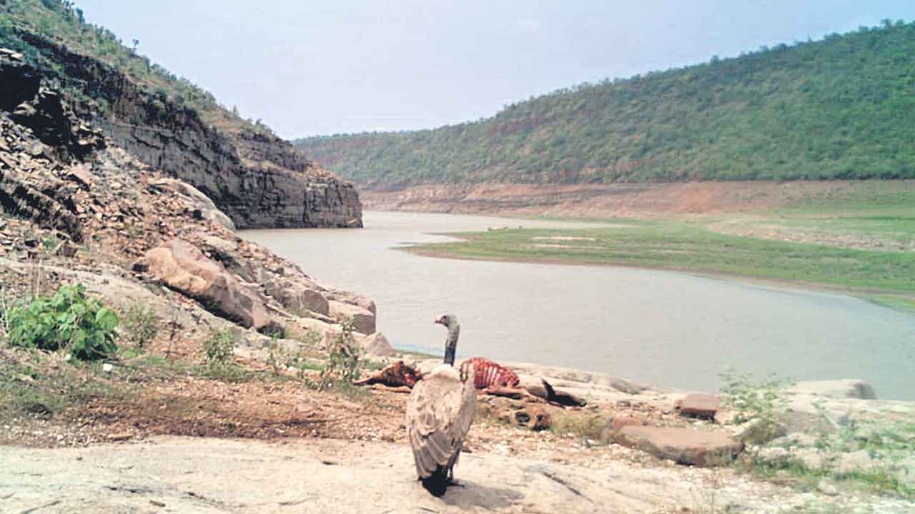 Nallamala Forest | కృష్ణపట్టెలో రాబందు ఆనవాళ్లు.. సంచరిస్తున్న రెండు పెద్దపులులు